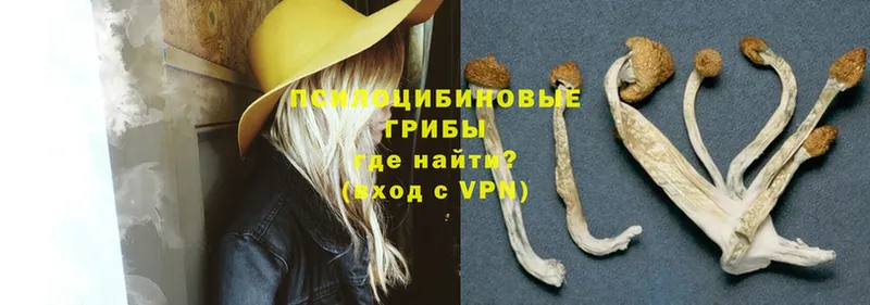 Галлюциногенные грибы Psilocybe  Александров 